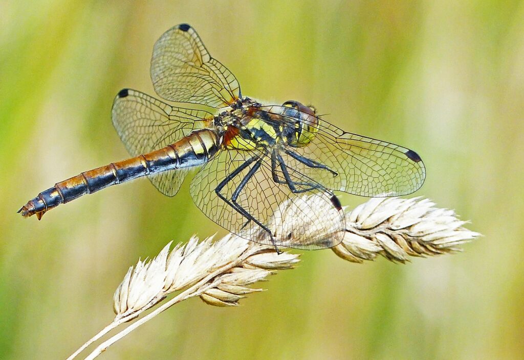 Days of Dragonflies, Fireflies and Fly Fishing