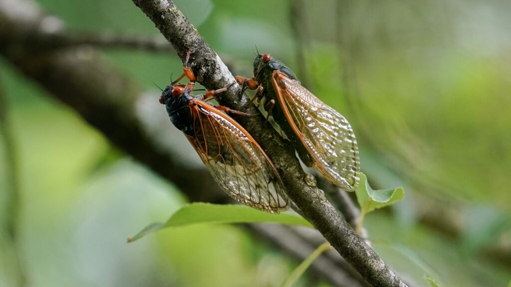 A fungus is turning cicadas into horny zombies — but don’t panic