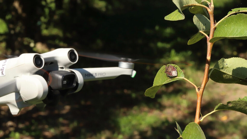 How drones and AI could help farmers fight a stink bug invasion