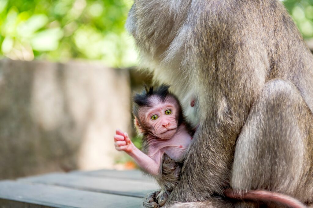 Baby Baboon brain predicts hand preference for communication