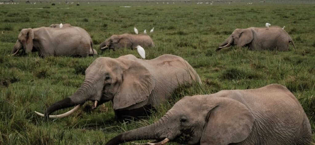 Elephants call each other by names, new research finds