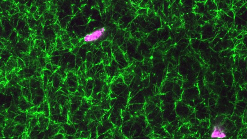 Synthetic platelets stanch bleeding, promote healing using advanced materials