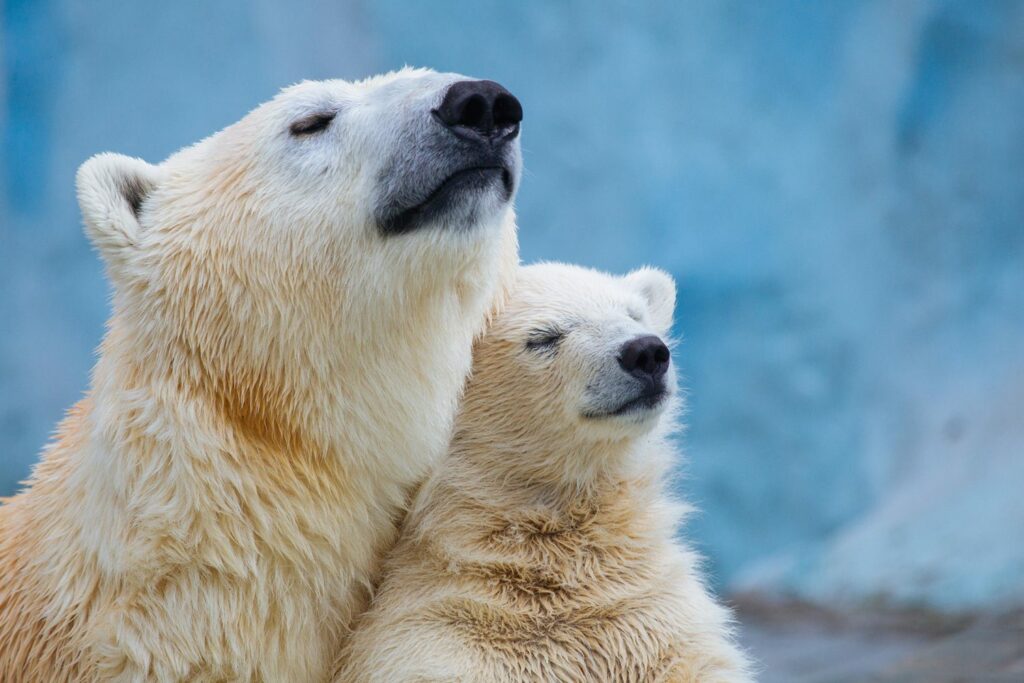 Climate change could drive these polar bears to extinction in just 10 years