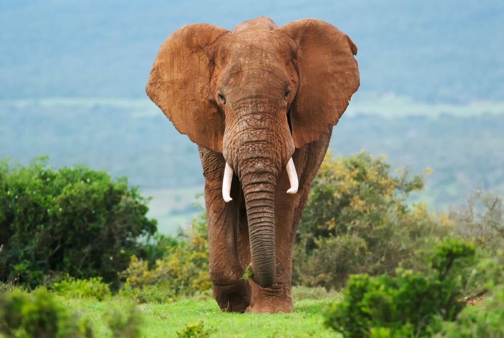 Scientists used AI to learn elephants may have a language and names like humans