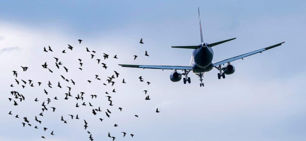 What happens when a bird hits a plane? And how often does it happen?