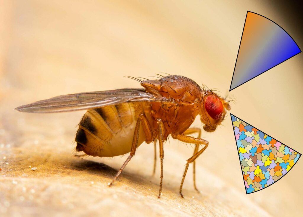 Tiny Antennae, Big Discoveries: How Fruit Flies Use Less to Sense More