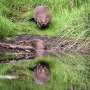 Scottish farmers damn wild beaver reintroduction policy