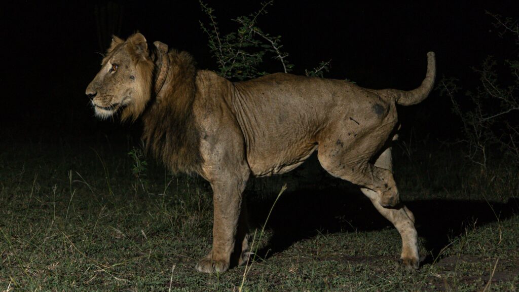 ‘It’s pretty incredible, the guy’s got three legs’: Watch lion looking for sex make record-breaking swim across treacherous river filled with crocs and hippos