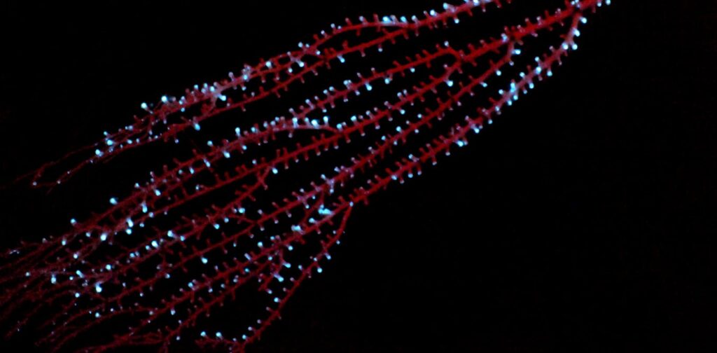 From Glowing Corals To Vomiting Shrimp, Bioluminescence Has Appeared For Millions of Years