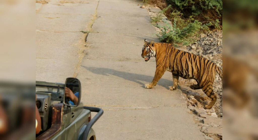 Video of a tiger attacking tourist vehicle in Jim Corbett goes viral