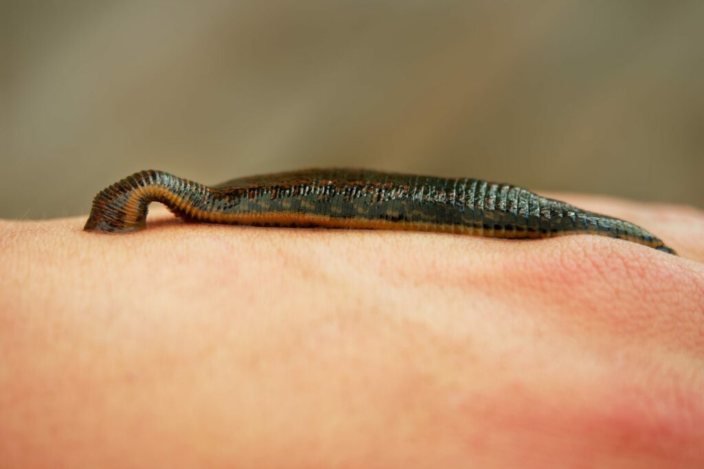 Scientists just discovered something about leeches that will haunt your nightmares