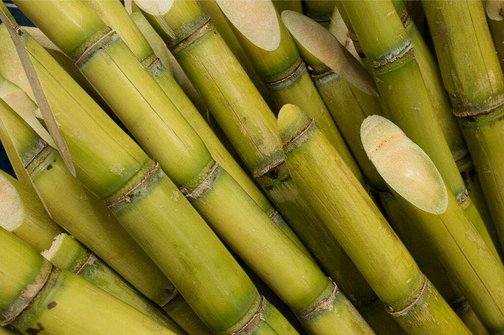 Scientists Use CRISPR To Turn Sugarcane Into a Super Crop