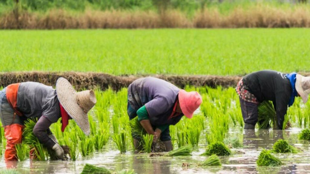 AGRIPMENT Seeks FG Support To Boost Rice Production