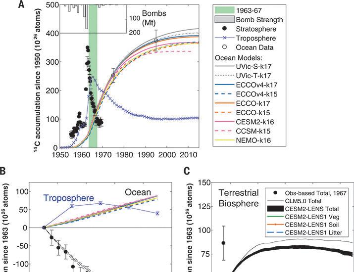 Bomb radiocarbon evidence for strong global carbon uptake and turnover in terrestrial vegetation | Science