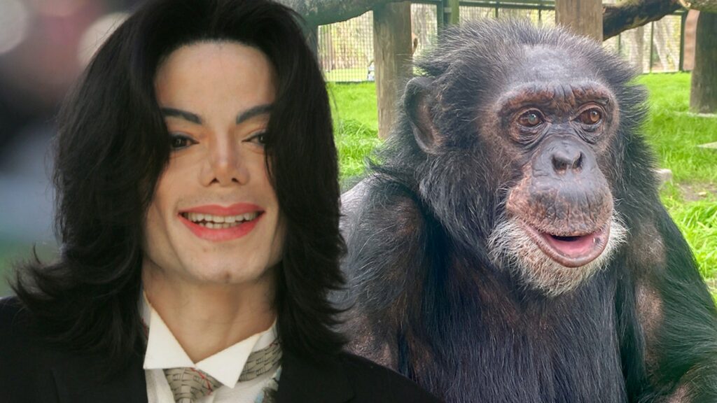 Michael Jackson Would Be Happy With Bubbles the Chimp’s Life, Says Sanctuary