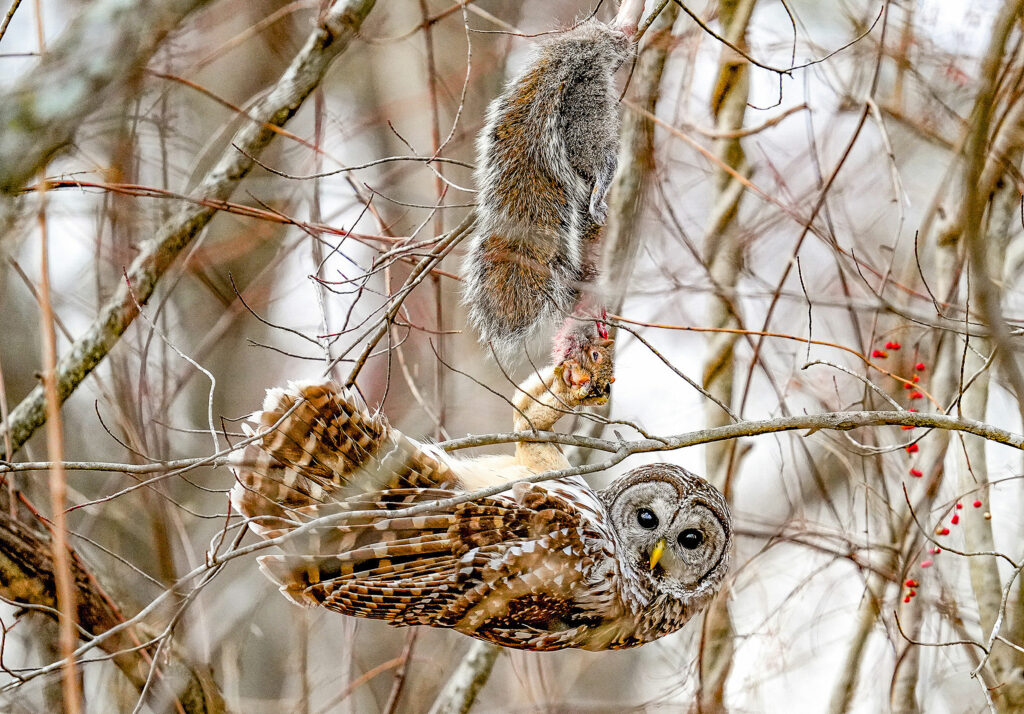 Mating, murder, and parenting: The complex lives of birds on display in 2024 Audubon Photography Awards