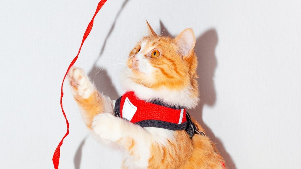 The best cat harness for 2024