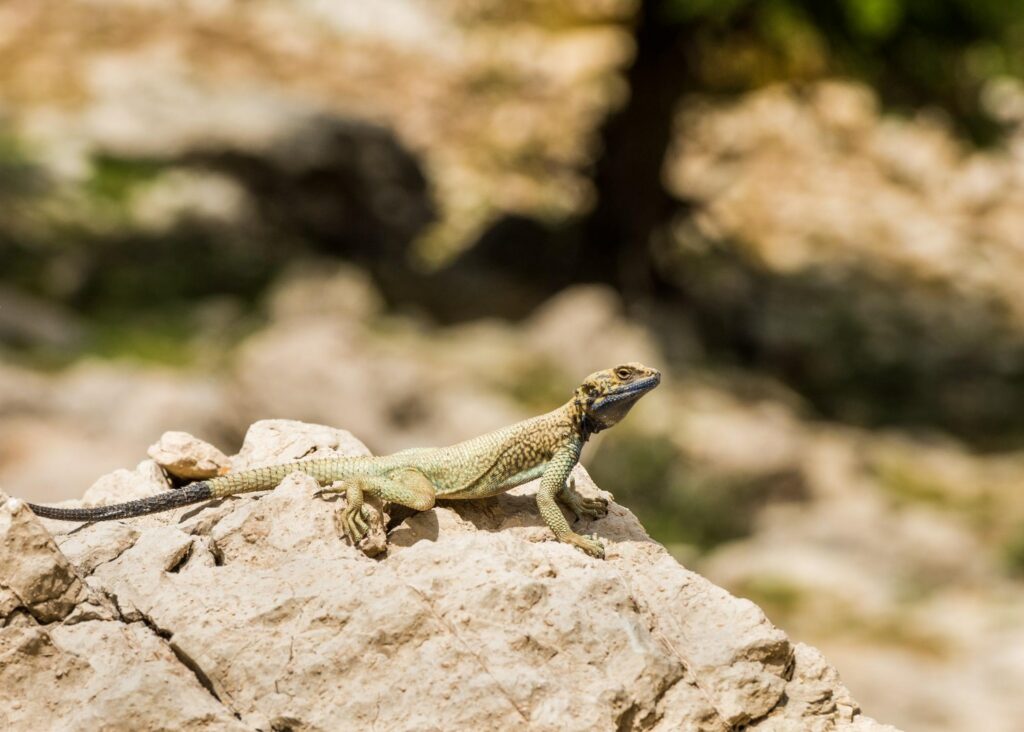 Australian lizards protect sheep from predators