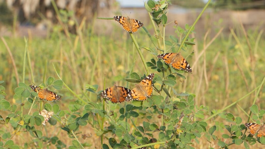 Painted lady butterfly takes one of longest insect journeys ever recorded