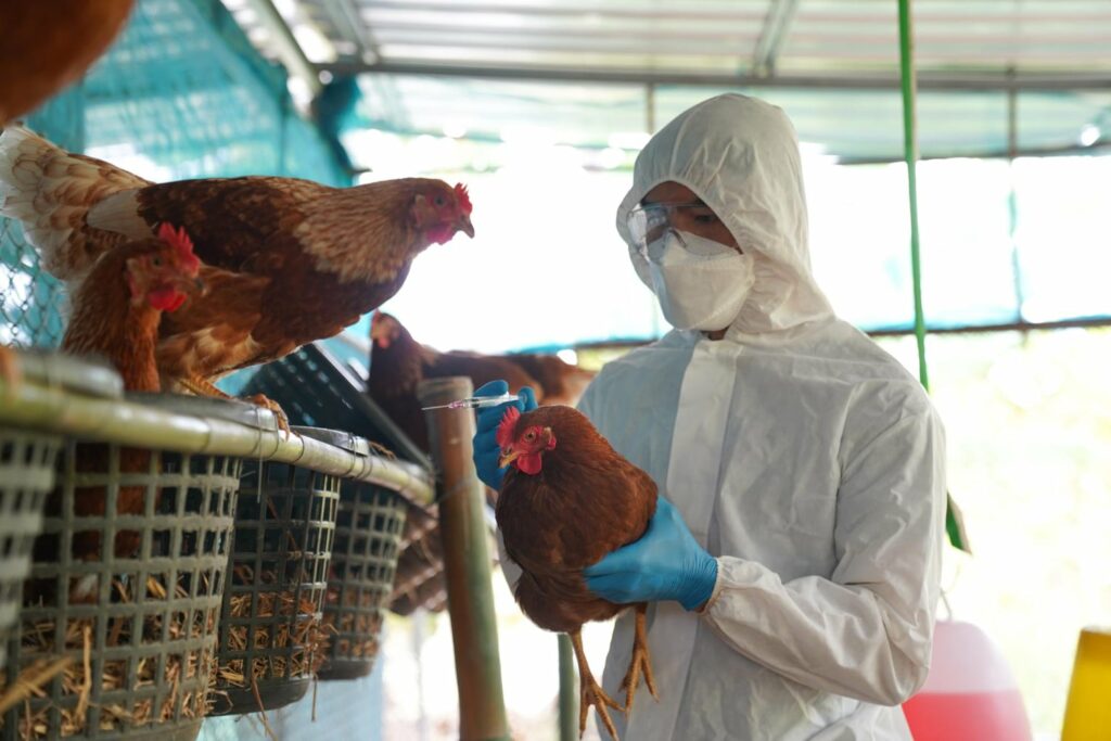 Bird flu lasts over an hour on dairy equipment