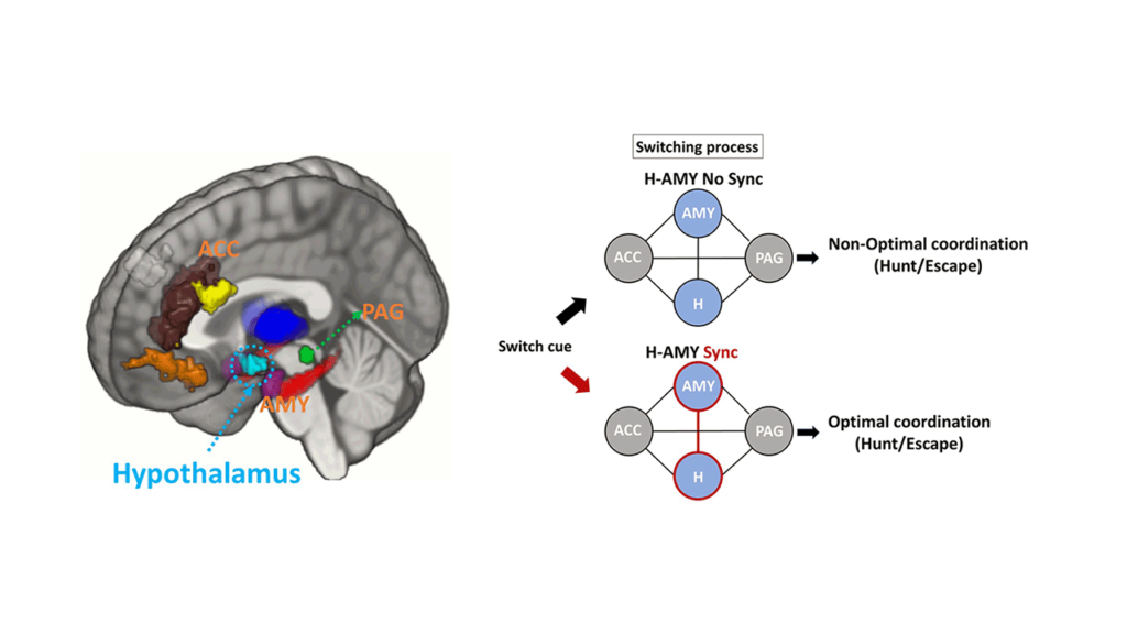 The importance of the human brain’s hypothalamus