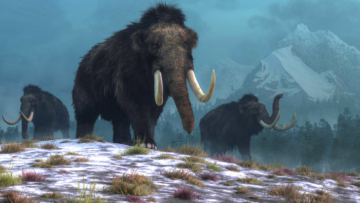 Wrangel Island’s Woolly Mammoth Population was Demographically Stable Up Until Its Extinction