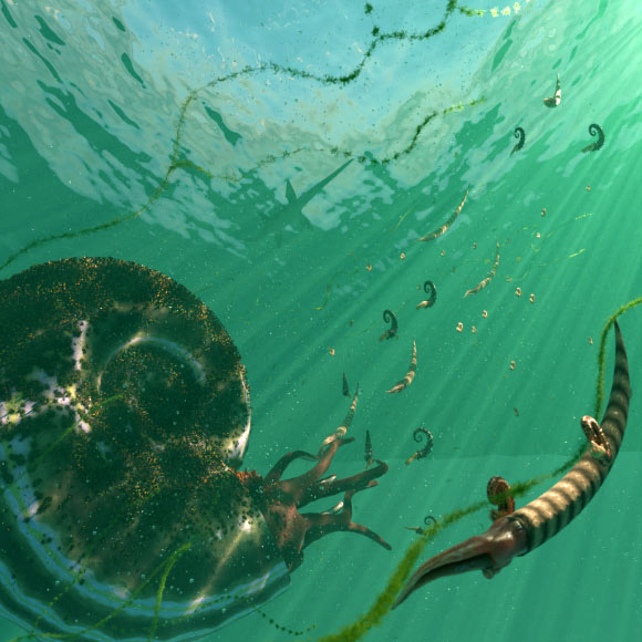 Ammonites Were Not in Decline Prior to End-Cretaceous Extinction, New Study Suggests