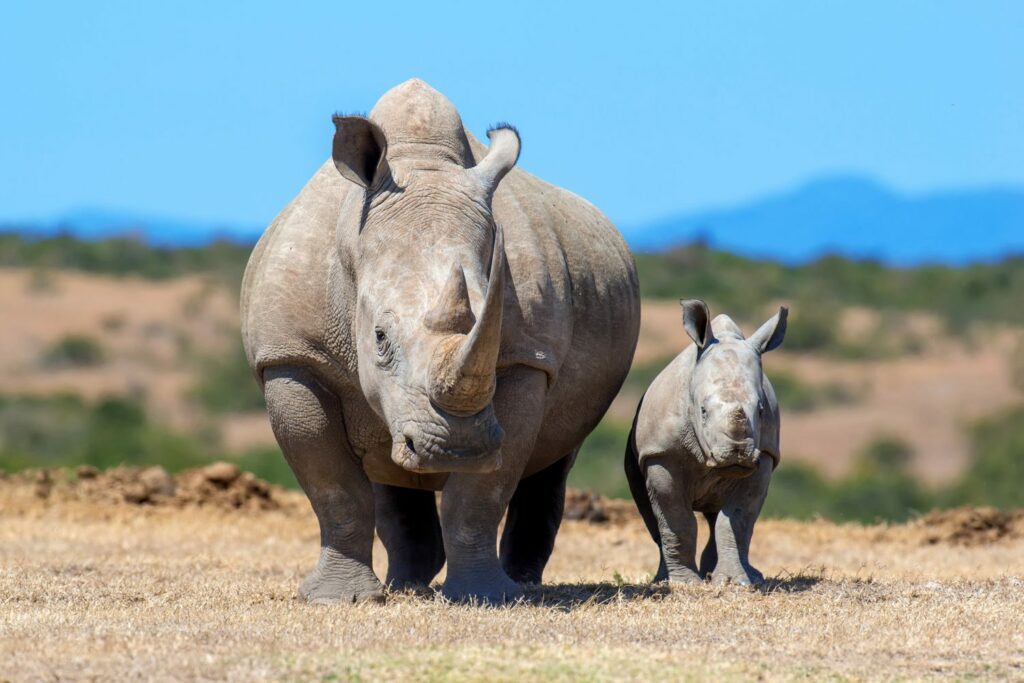 Scientists are spiking rhino horns with radioactive poison to thwart poachers