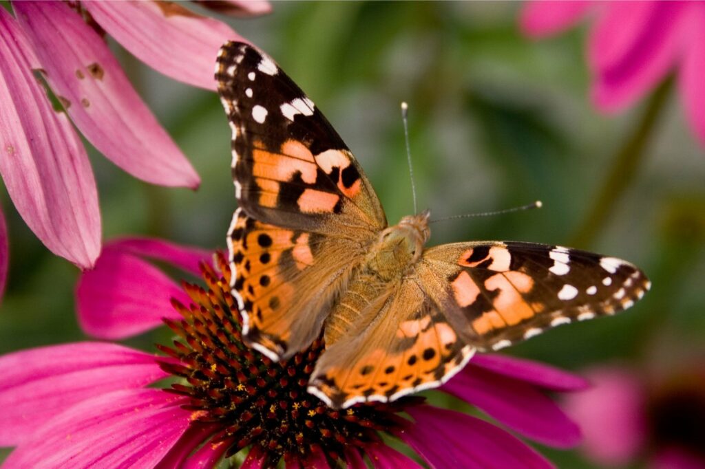 A Record-Breaking 2600 Miles – First Recorded Atlantic Crossing by Butterflies