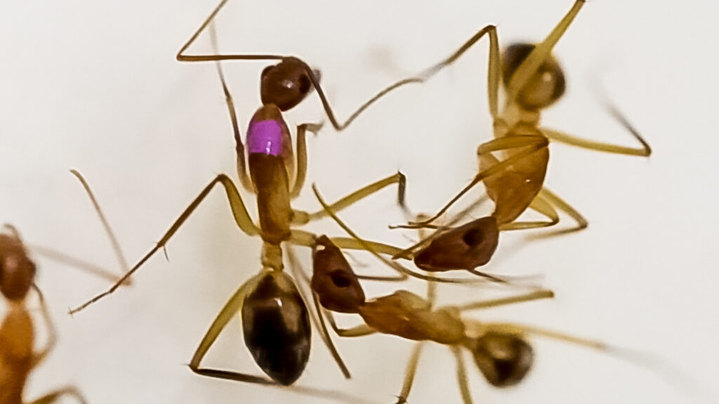 Watch a carpenter ant chew off another’s wounded leg to try to save its life