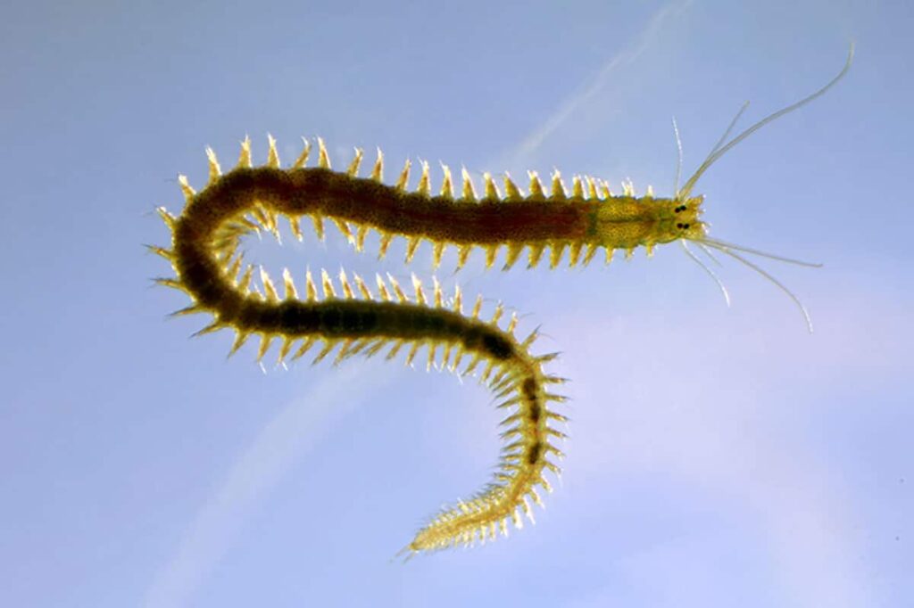 Understanding the regeneration in a marine worm
