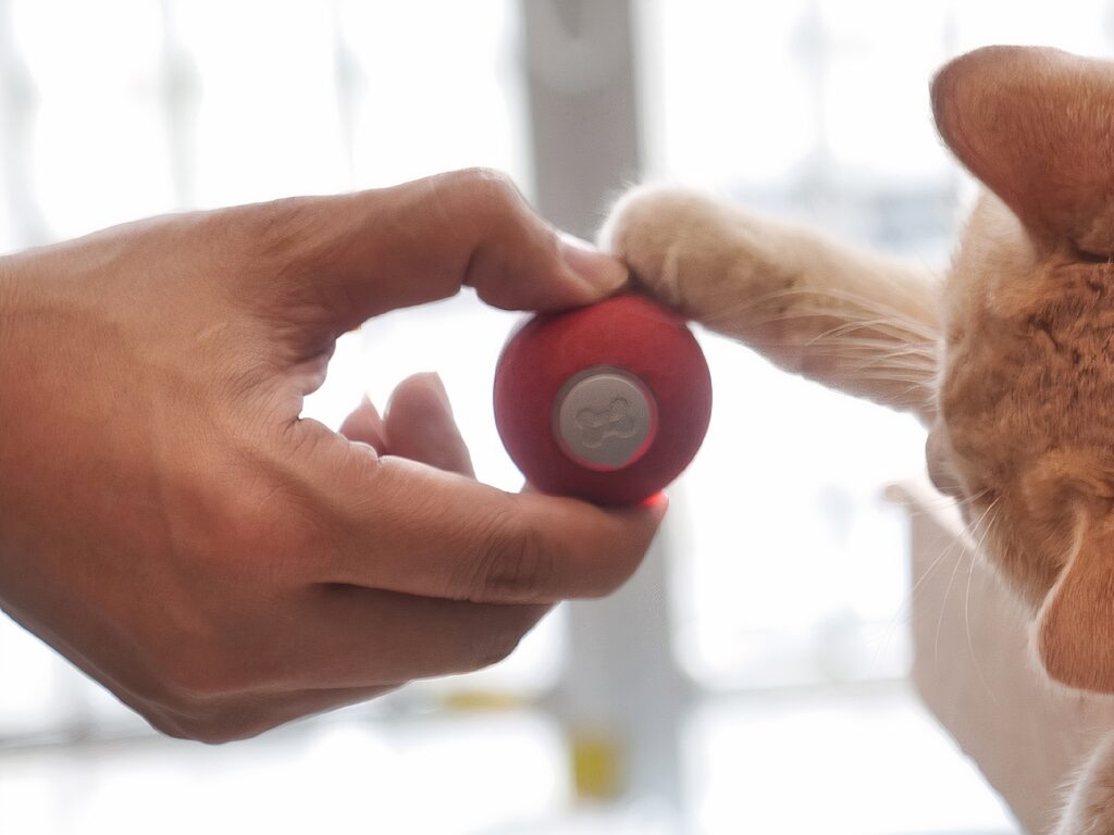 The perfect toy for your playful cat is now $20 during Deal Days