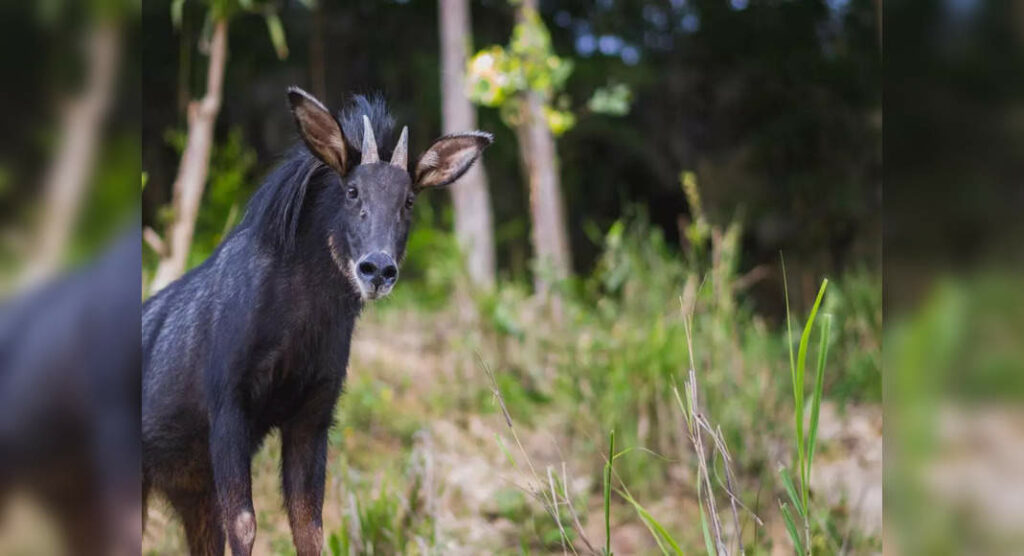 ‘Mainland Serow’, an elusive mammal, spotted in Assam’s Raimona National Park