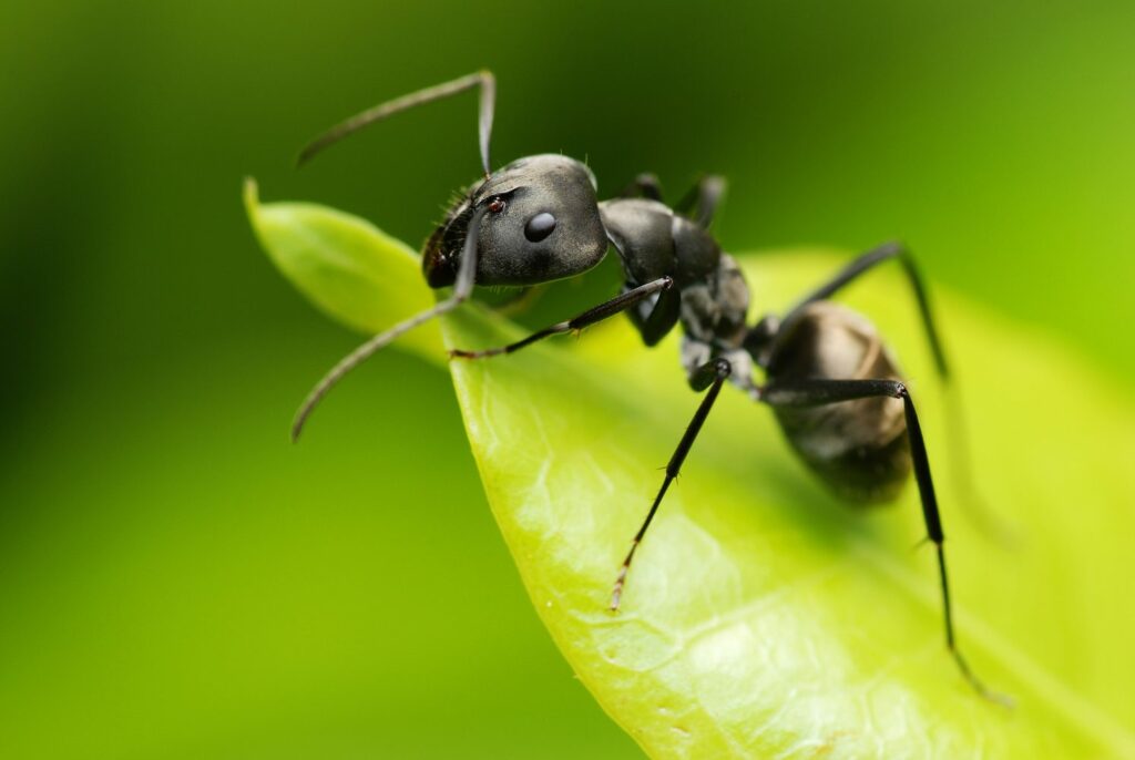 Ants observed performing limb amputations to save other ants’ lives