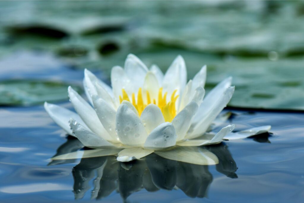 Beating the Freeze: Unlocking the Frost-Defying Secrets of the White Water Lily