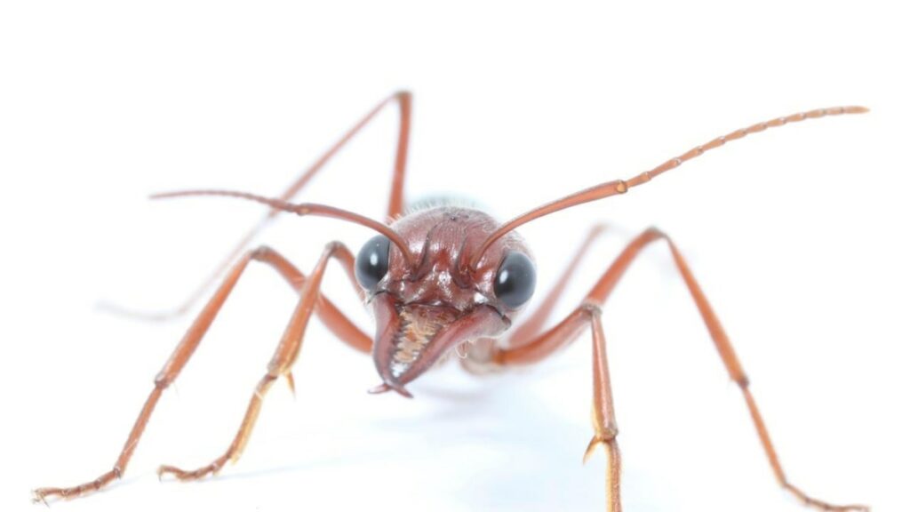 These ants are the first known animals to use moonlight to find their way home