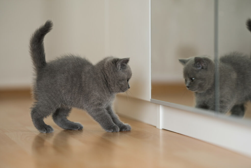 Moment Kitten Discovers ‘Consciousness’ Delights Internet