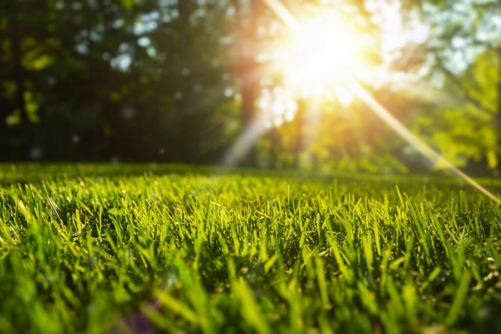 This self-cooling artificial grass may help cities fight extreme heat