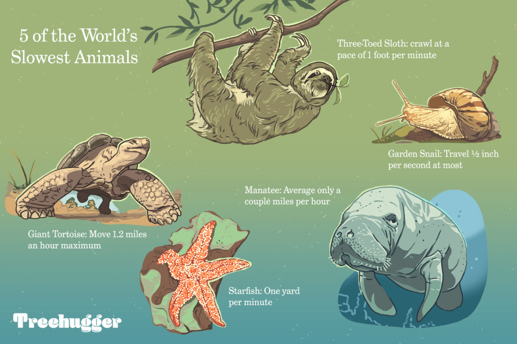 The 8 Slowest Animals in the World