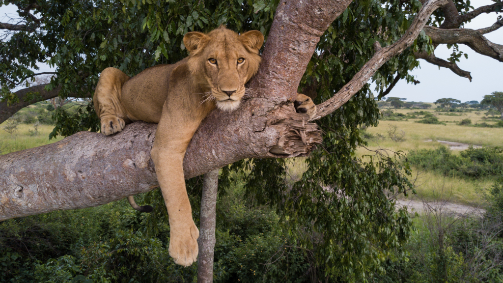 Lion brothers take risky swim across crocodile-infested channel