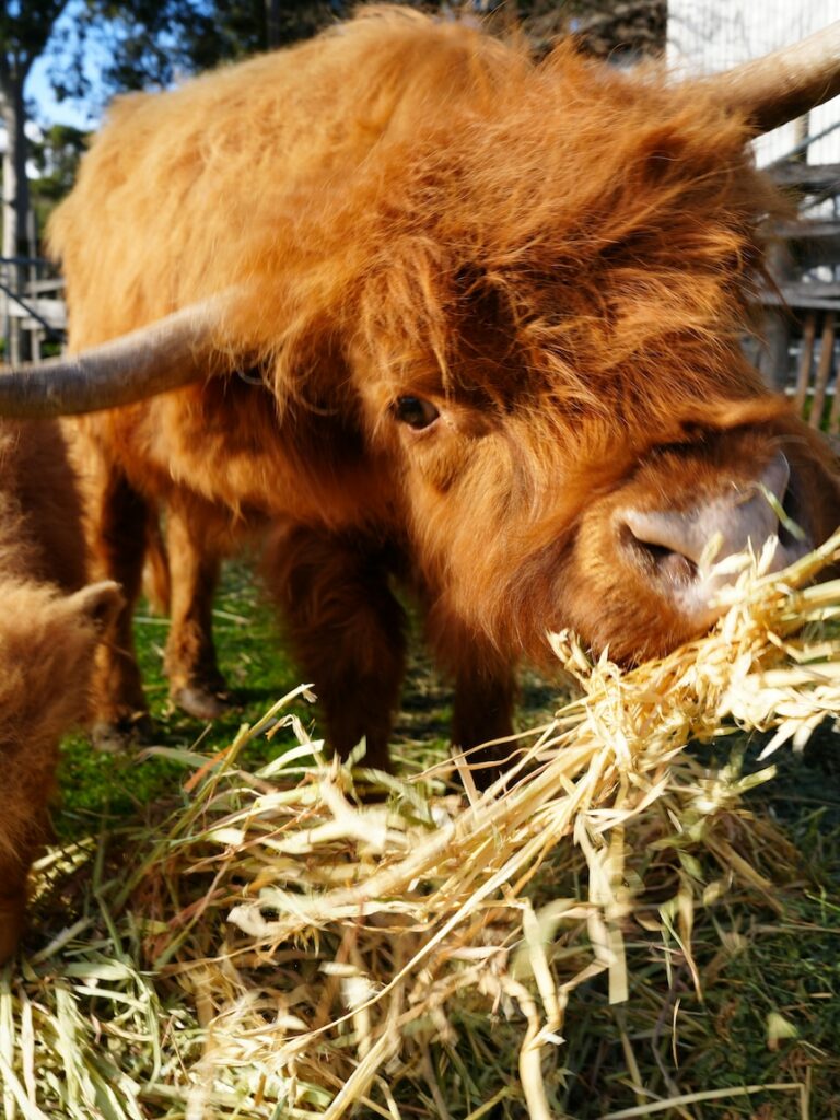 These tiny, fluffy cows have a cult following, but behind the scenes a debate on the ethics of breeding them rages