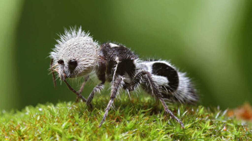 Panda ant: The wasps whose black and white females have giant stingers and parasitic babies