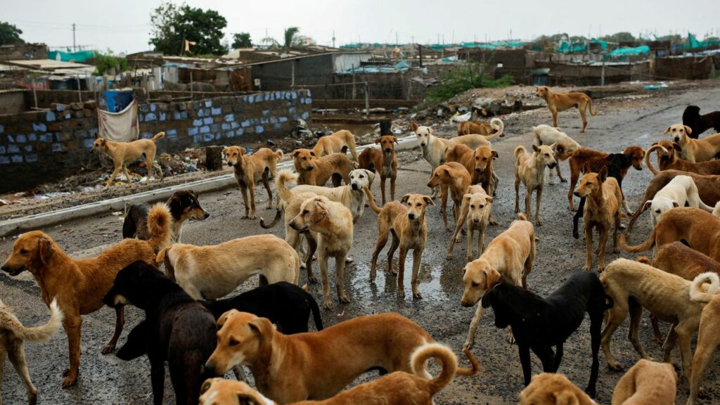 BMC launches new app to address stray dogs, cats-related issues in Mumbai