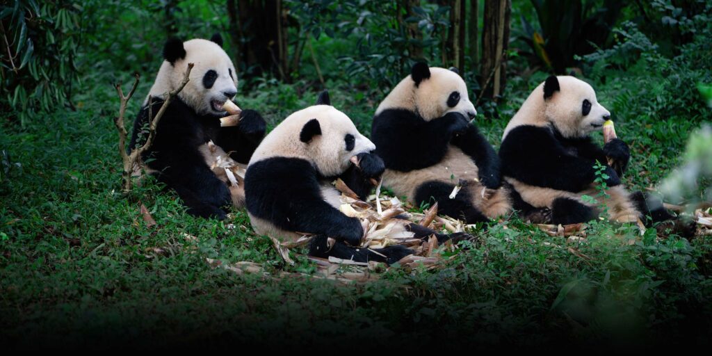 Chinese University Launches ‘Panda Studies’ Program