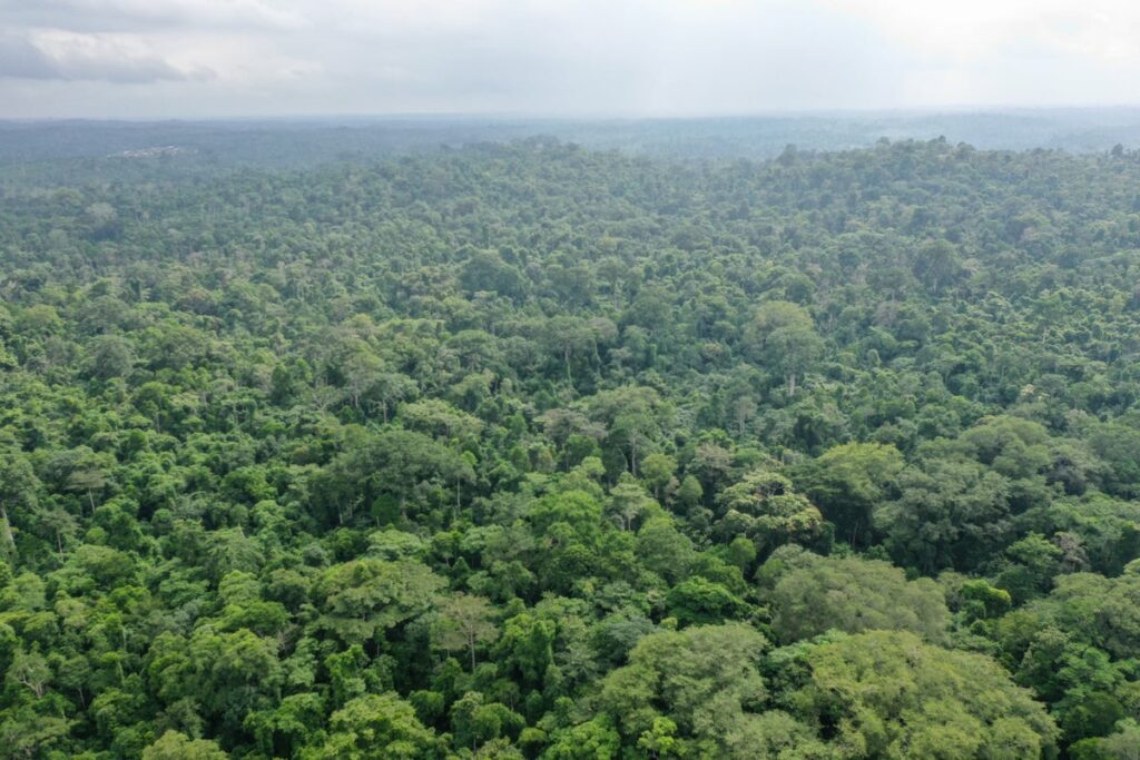 What is a sky island? Team of scientists investigates Mabu forest in Mozambique