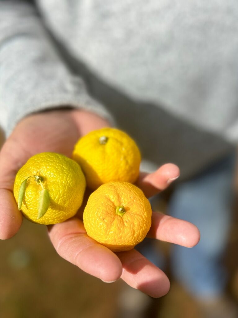 Farmer goes all in on ‘ugly lemon’ restaurants can’t get enough of