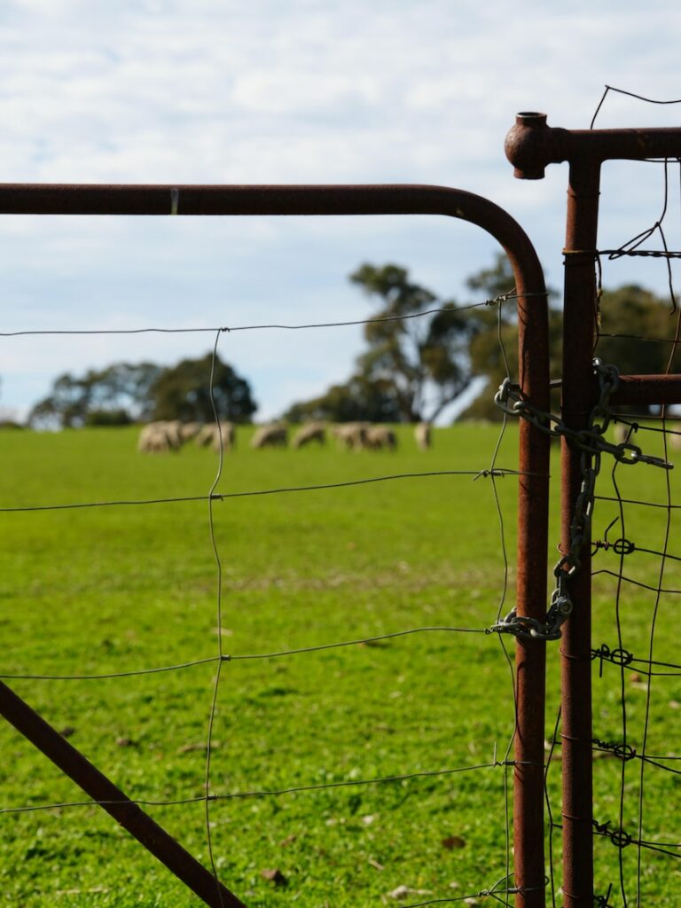 Pet dogs suspected of killing or maiming dozens of sheep in nightly farm attacks