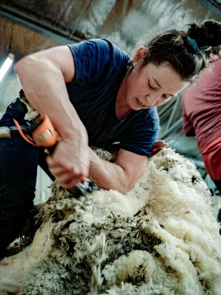 ‘Shear hard … have a house paid off in 10 years’: Bid to entice the next generation of sheep shearers