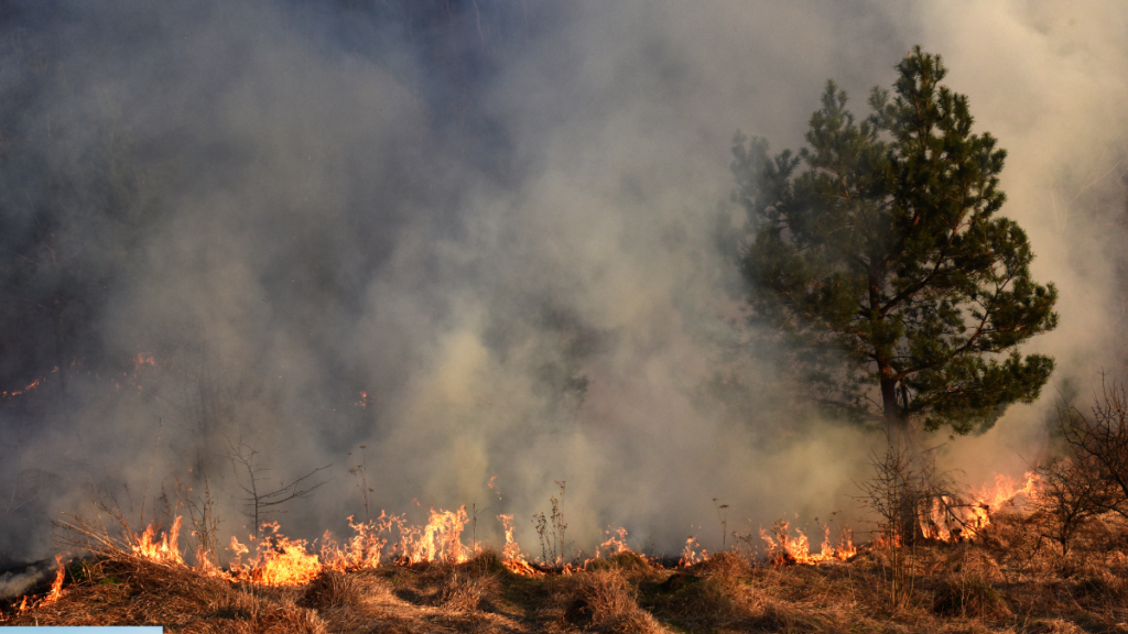 Wildfire surge: Legal reforms crucial for South Africa’s climate fight