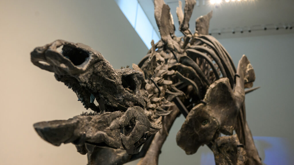 Stegosaurus ‘Apex’ sold for nearly $45 million to a billionaire